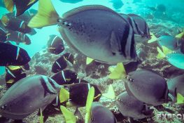 Galapagos San Cristobal Kicker Rock Scuba Diving Razor Surgeonfish Backpacking Backpacker Travel