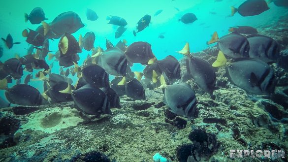 Galapagos San Cristobal Kicker Rock Scuba Diving Razor Surgeonfish Backpacking Backpacker Travel