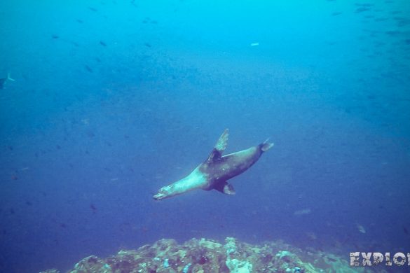 Galapagos San Cristobal Kicker Rock Scuba Diving Sealion Backpacking Backpacker Travel
