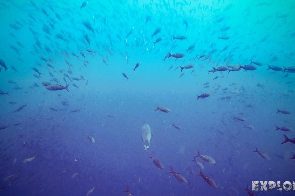 Galapagos San Cristobal Kicker Rock Scuba Diving Sealion Backpacking Backpacker Travel