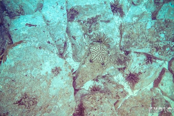 Galapagos San Cristobal Kicker Rock Scuba Diving Starfish Backpacking Backpacker Travel