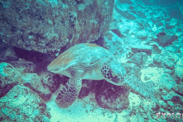 Galapagos San Cristobal Kicker Rock Scuba Diving Turtle Backpacking Backpacker Travel
