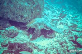 Galapagos San Cristobal Kicker Rock Scuba Diving Turtle Backpacking Backpacker Travel