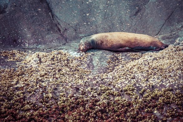 Galapagos San Cristobal Kicker Rock Sealion Backpacking Backpacker Travel