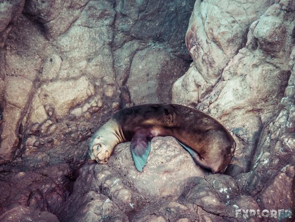 Galapagos San Cristobal Kicker Rock Sealion Backpacking Backpacker Travel