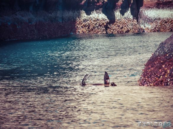 Galapagos San Cristobal Kicker Rock Sealion Backpacking Backpacker Travel