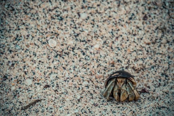 Galapagos San Cristobal Punta Carola Beach Crab Backpacking Backpacker Travel