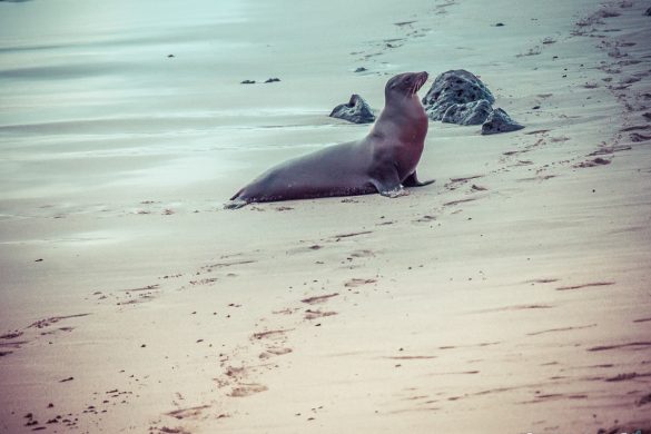 Galapagos San Cristobal Punta Carola Beach Sealion Backpacking Backpacker Travel