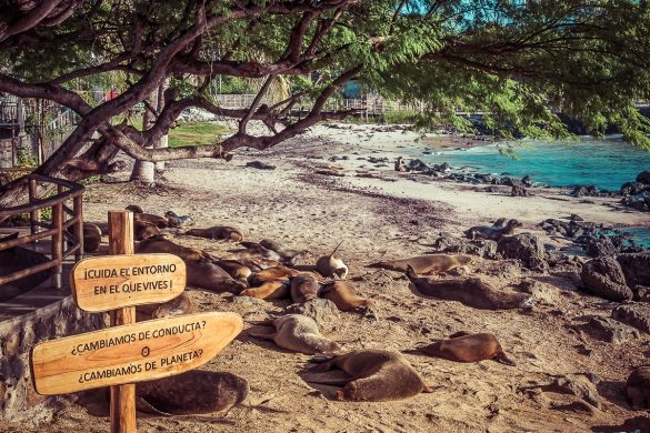 Galapagos San Cristobal Sealions Backpacking Backpacker Travel