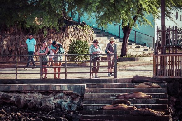 Galapagos San Cristobal Sealions Backpacking Backpacker Travel