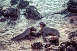 Galapagos San Cristobal Wreck Bay Sealion Backpacking Backpacker Travel