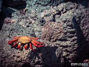 Galapagos Santa Cruz Darwin Station Beach Crab Backpacking Backpacker Travel