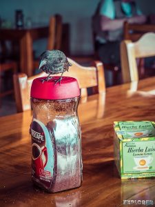 Galapagos Santa Cruz Harbor Cafe Breakfast Finch Backpacking Backpacker Travel