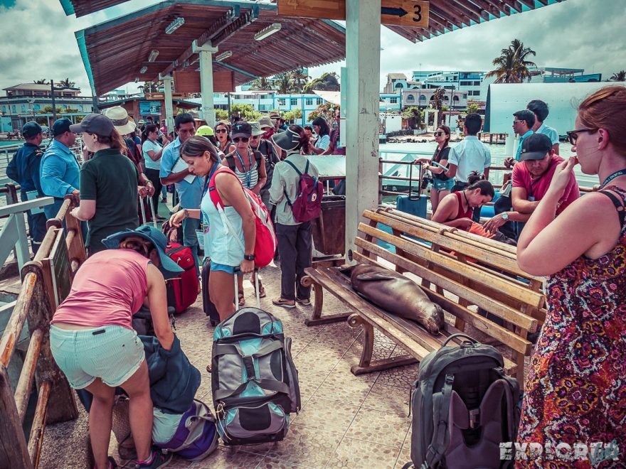Galapagos Santa Cruz Harbour Sealion Backpacking Backpacker Travel
