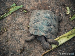 ecuador isabela galapagos centro de crianza turtle backpacker backpacking travel