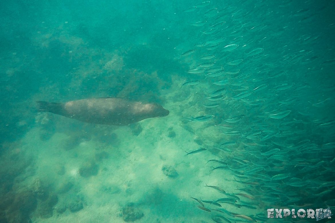 ecuador isabela galapagos concha de perla sealion backpacker backpacking travel