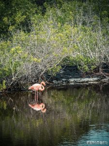 ecuador isabela galapagos flamingo pozas salinas de puerto villamil backpacker backpacking travel