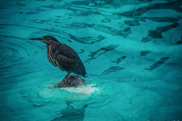 ecuador san cristobal galapagos fountain bird backpacker backpacking travel