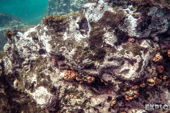 ecuador san cristobal galapagos muelle tijeretas anemone backpacker backpacking travel
