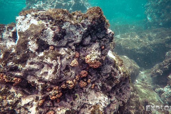 ecuador san cristobal galapagos muelle tijeretas anemone backpacker backpacking travel