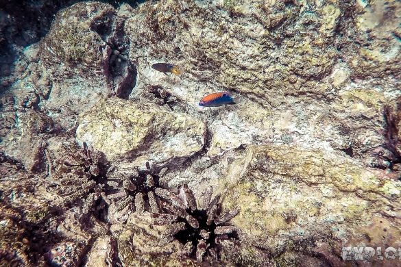 ecuador san cristobal galapagos muelle tijeretas fish backpacker backpacking travel