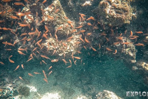 ecuador san cristobal galapagos muelle tijeretas fish backpacker backpacking travel