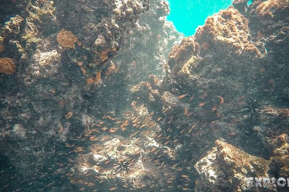 ecuador san cristobal galapagos muelle tijeretas fish backpacker backpacking travel