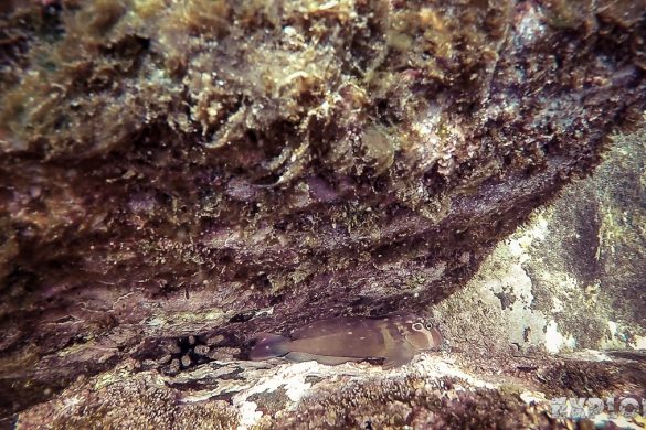 ecuador san cristobal galapagos muelle tijeretas fish backpacker backpacking travel