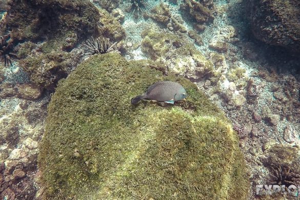 ecuador san cristobal galapagos muelle tijeretas fish backpacker backpacking travel