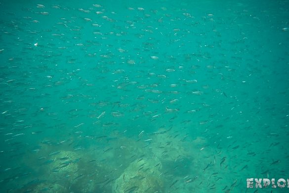 ecuador san cristobal galapagos muelle tijeretas fish backpacker backpacking travel