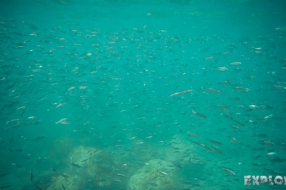 ecuador san cristobal galapagos muelle tijeretas fish backpacker backpacking travel