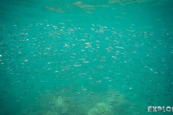 ecuador san cristobal galapagos muelle tijeretas fish backpacker backpacking travel
