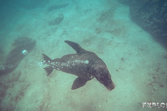ecuador san cristobal galapagos muelle tijeretas sealion backpacker backpacking travel