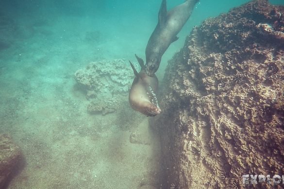 ecuador san cristobal galapagos muelle tijeretas sealion backpacker backpacking travel