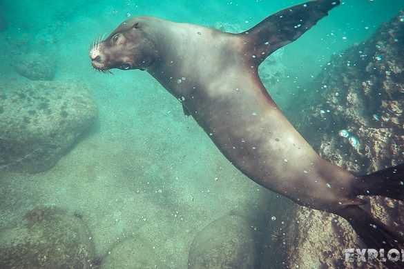 ecuador san cristobal galapagos muelle tijeretas sealion backpacker backpacking travel