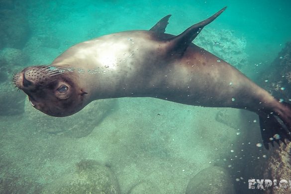 ecuador san cristobal galapagos muelle tijeretas sealion backpacker backpacking travel