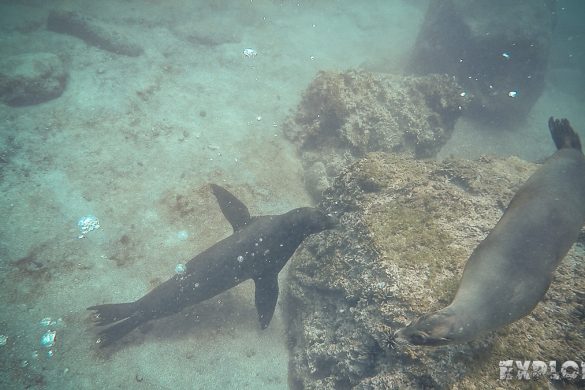 ecuador san cristobal galapagos muelle tijeretas sealion backpacker backpacking travel