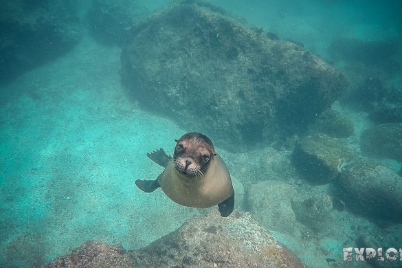 ecuador san cristobal galapagos muelle tijeretas sealion backpacker backpacking travel