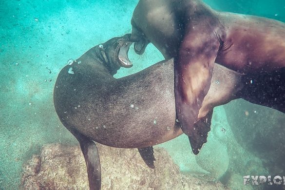 ecuador san cristobal galapagos muelle tijeretas sealion backpacker backpacking travel