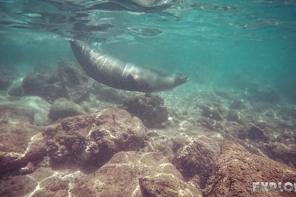 ecuador san cristobal galapagos muelle tijeretas sealion backpacker backpacking travel