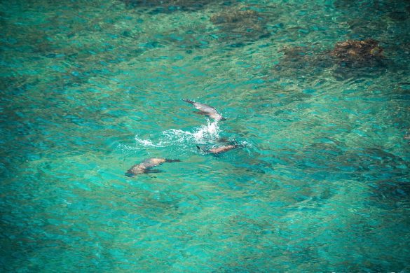 ecuador san cristobal galapagos muelle tijeretas sealion backpacker backpacking travel