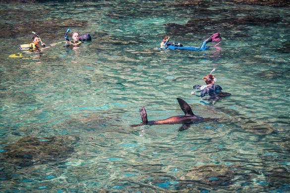 ecuador san cristobal galapagos muelle tijeretas sealion backpacker backpacking travel
