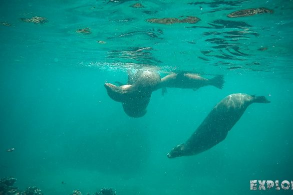 ecuador san cristobal galapagos muelle tijeretas sealion backpacker backpacking travel