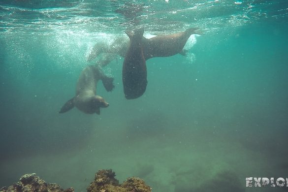 ecuador san cristobal galapagos muelle tijeretas sealion backpacker backpacking travel