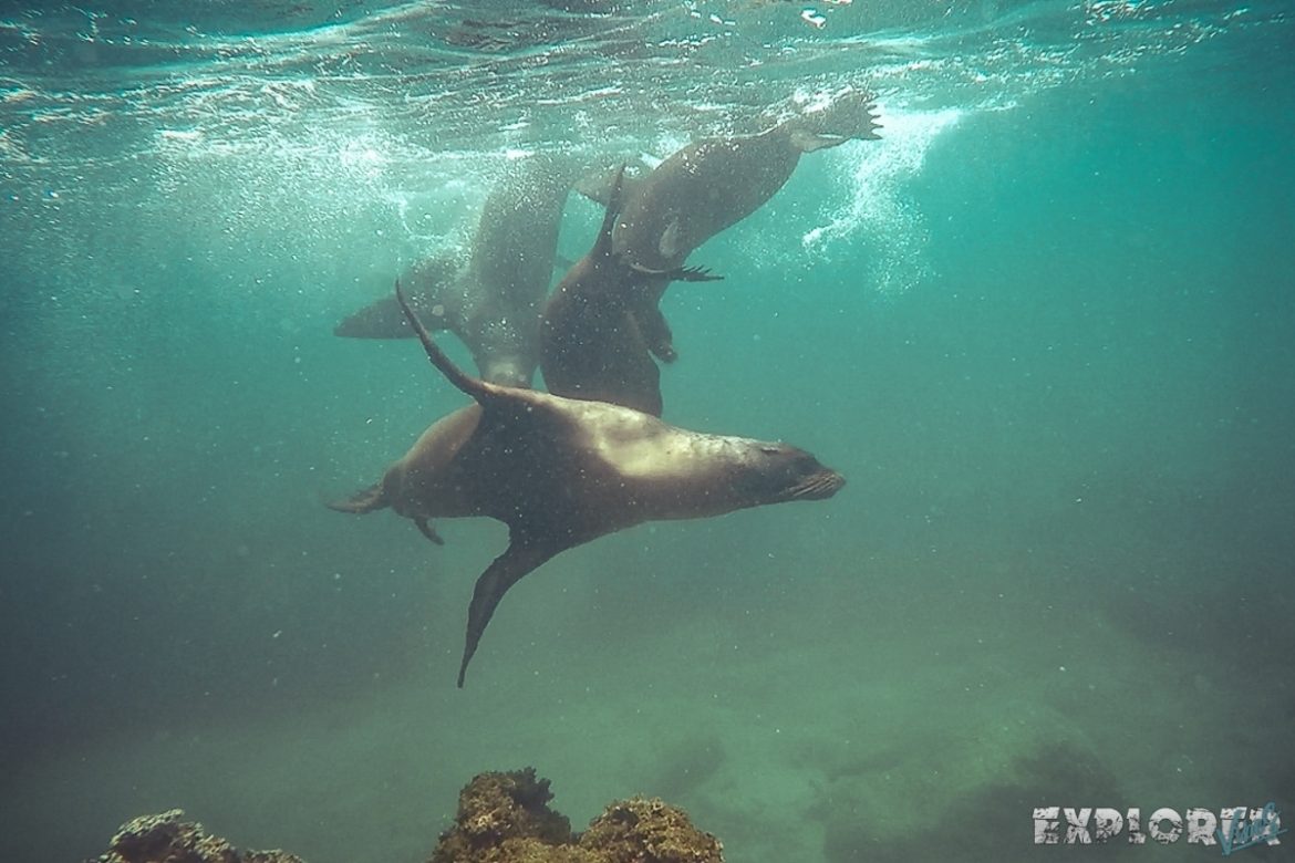 ecuador san cristobal galapagos muelle tijeretas sealion backpacker backpacking travel