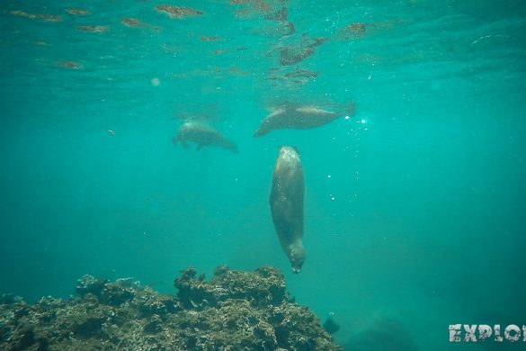 ecuador san cristobal galapagos muelle tijeretas sealion backpacker backpacking travel