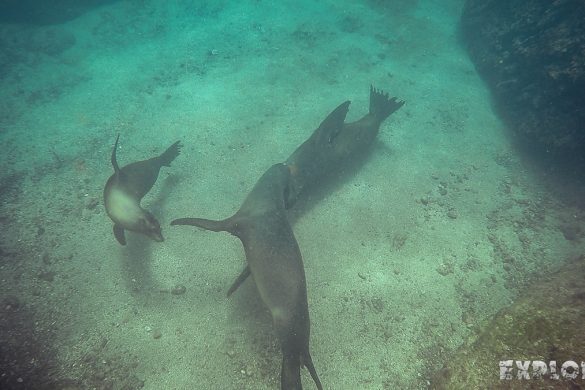 ecuador san cristobal galapagos muelle tijeretas sealion backpacker backpacking travel