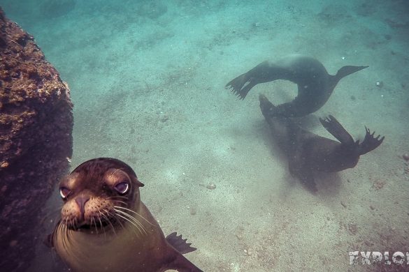 ecuador san cristobal galapagos muelle tijeretas sealion backpacker backpacking travel