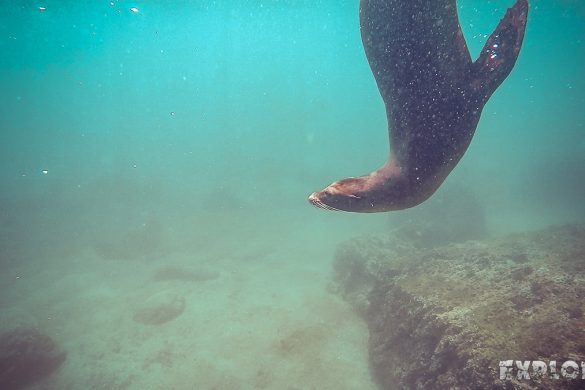 ecuador san cristobal galapagos muelle tijeretas sealion backpacker backpacking travel