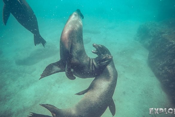 ecuador san cristobal galapagos muelle tijeretas sealion backpacker backpacking travel